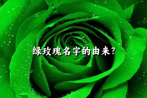 绿玫瑰名字的由来？