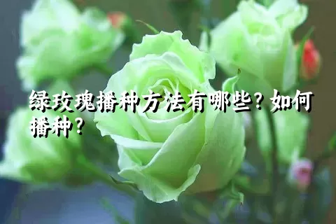 绿玫瑰播种方法有哪些？如何播种？