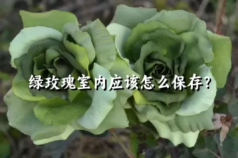 绿玫瑰室内应该怎么保存？