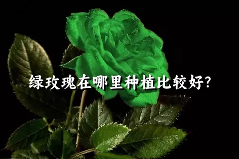 绿玫瑰在哪里种植比较好？