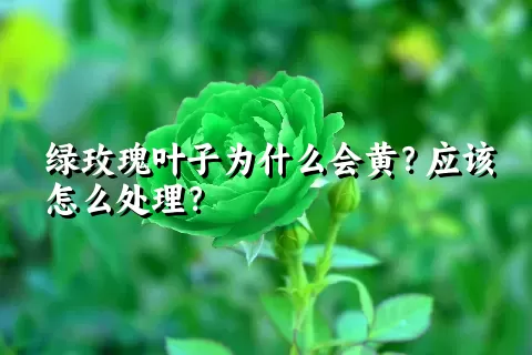 绿玫瑰叶子为什么会黄？应该怎么处理？