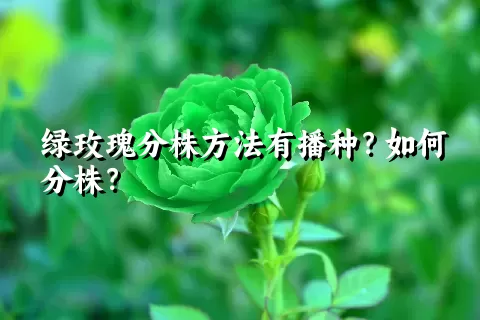 绿玫瑰分株方法有播种？如何分株？