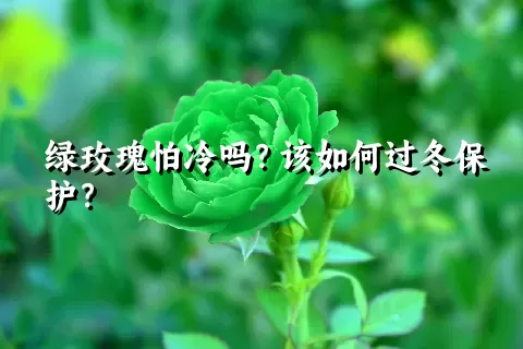 绿玫瑰怕冷吗？该如何过冬保护？