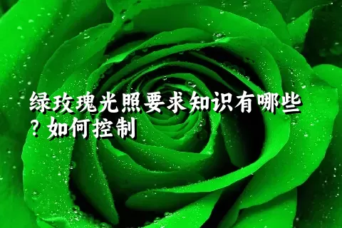 绿玫瑰光照要求知识有哪些？如何控制