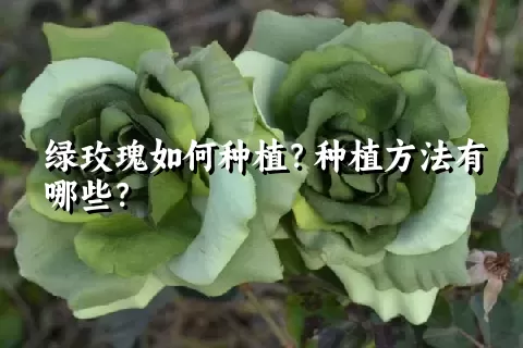 绿玫瑰如何种植？种植方法有哪些？