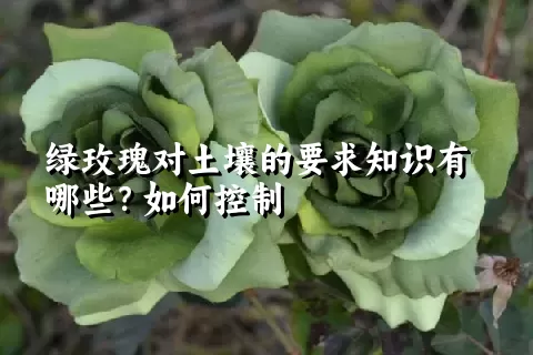 绿玫瑰对土壤的要求知识有哪些？如何控制