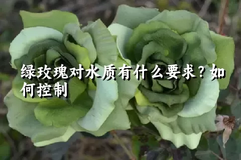 绿玫瑰对水质有什么要求？如何控制