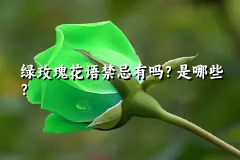 绿玫瑰花语禁忌有吗？是哪些？