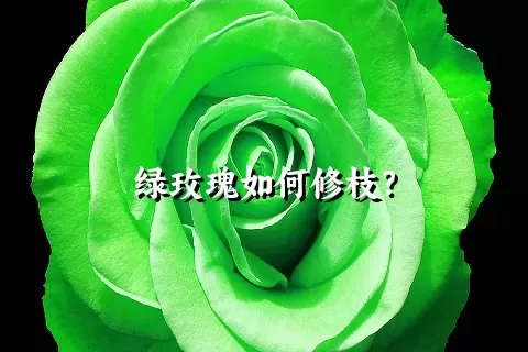 绿玫瑰如何修枝？