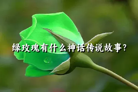 绿玫瑰有什么神话传说故事？