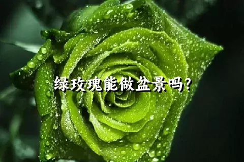 绿玫瑰能做盆景吗？