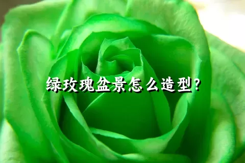 绿玫瑰盆景怎么造型？