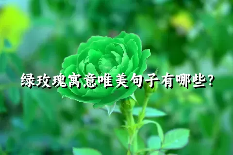 绿玫瑰寓意唯美句子有哪些？