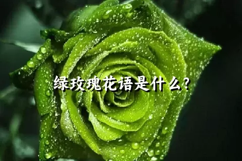 绿玫瑰花语是什么？