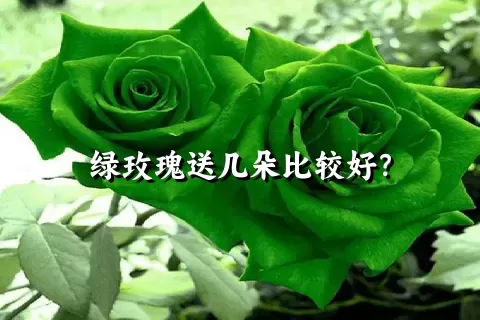 绿玫瑰送几朵比较好？