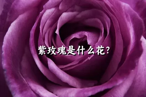 紫玫瑰是什么花？