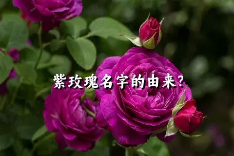 紫玫瑰名字的由来？