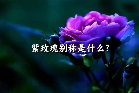 紫玫瑰别称是什么？