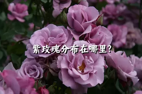 紫玫瑰分布在哪里?