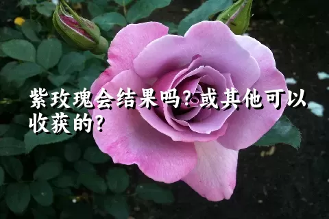 紫玫瑰会结果吗？或其他可以收获的？