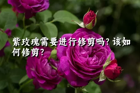 紫玫瑰需要进行修剪吗？该如何修剪？