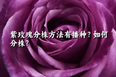 紫玫瑰分株方法有播种？如何分株？