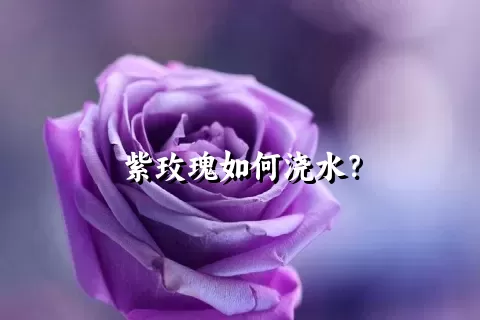 紫玫瑰如何浇水？