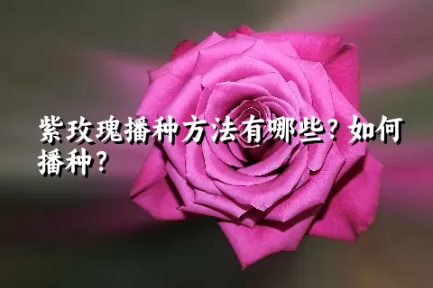 紫玫瑰播种方法有哪些？如何播种？