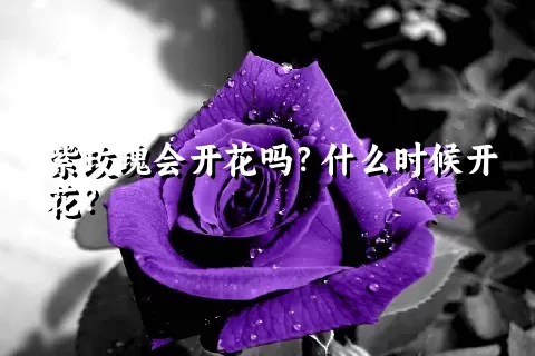 紫玫瑰会开花吗？什么时候开花？