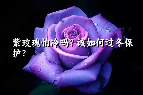 紫玫瑰怕冷吗？该如何过冬保护？