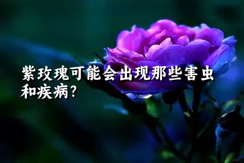 紫玫瑰可能会出现那些害虫和疾病？