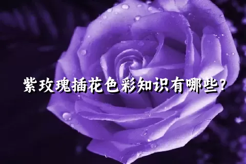 紫玫瑰插花色彩知识有哪些？