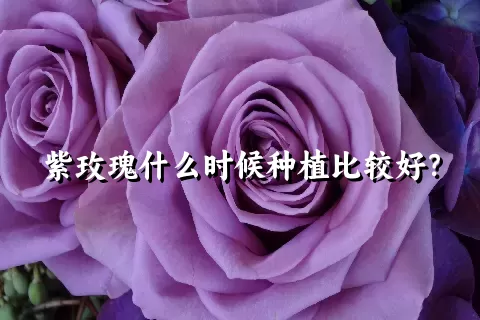 紫玫瑰什么时候种植比较好？