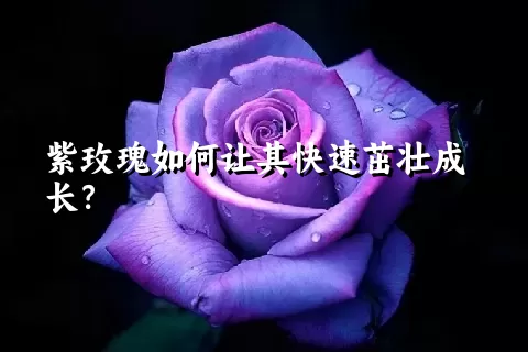 紫玫瑰如何让其快速茁壮成长？