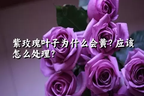 紫玫瑰叶子为什么会黄？应该怎么处理？