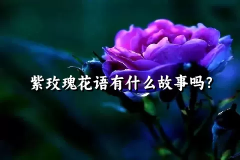 紫玫瑰花语有什么故事吗？