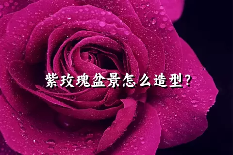 紫玫瑰盆景怎么造型？