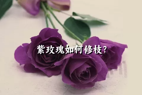 紫玫瑰如何修枝？