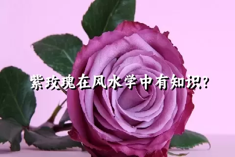 紫玫瑰在风水学中有知识？