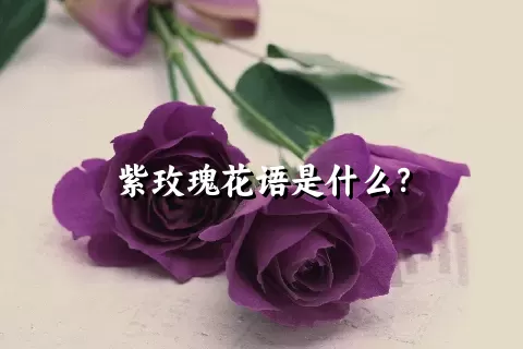 紫玫瑰花语是什么？