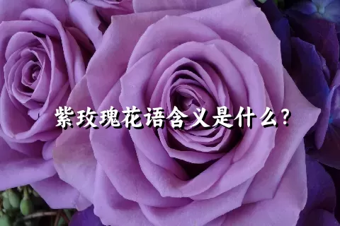 紫玫瑰花语含义是什么？