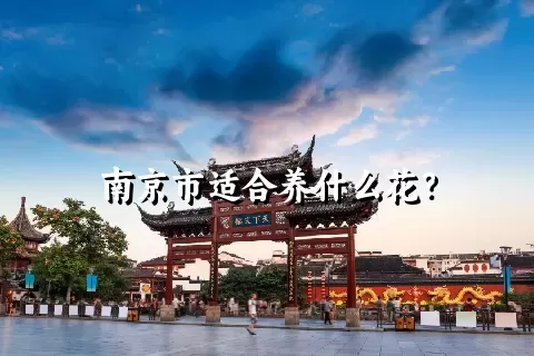 南京市适合养什么花？