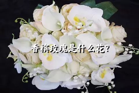 香槟玫瑰是什么花？