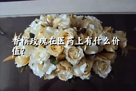 香槟玫瑰在医药上有什么价值？