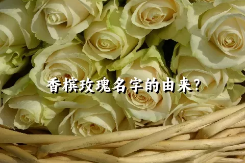 香槟玫瑰名字的由来？