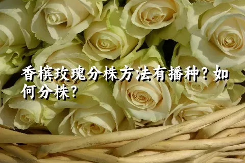 香槟玫瑰分株方法有播种？如何分株？