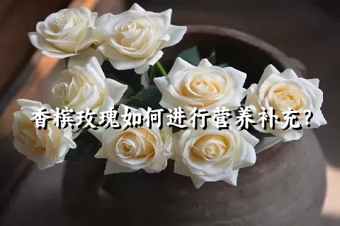 香槟玫瑰如何进行营养补充？