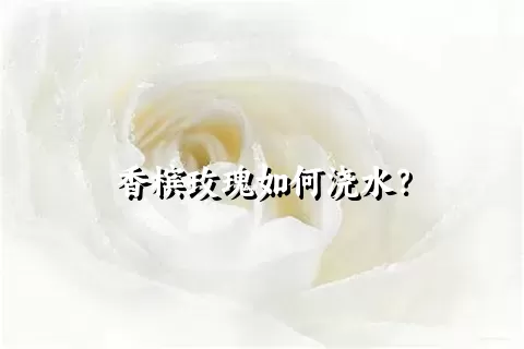 香槟玫瑰如何浇水？