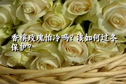 香槟玫瑰怕冷吗？该如何过冬保护？