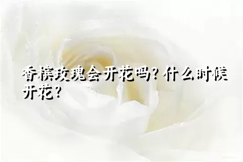 香槟玫瑰会开花吗？什么时候开花？